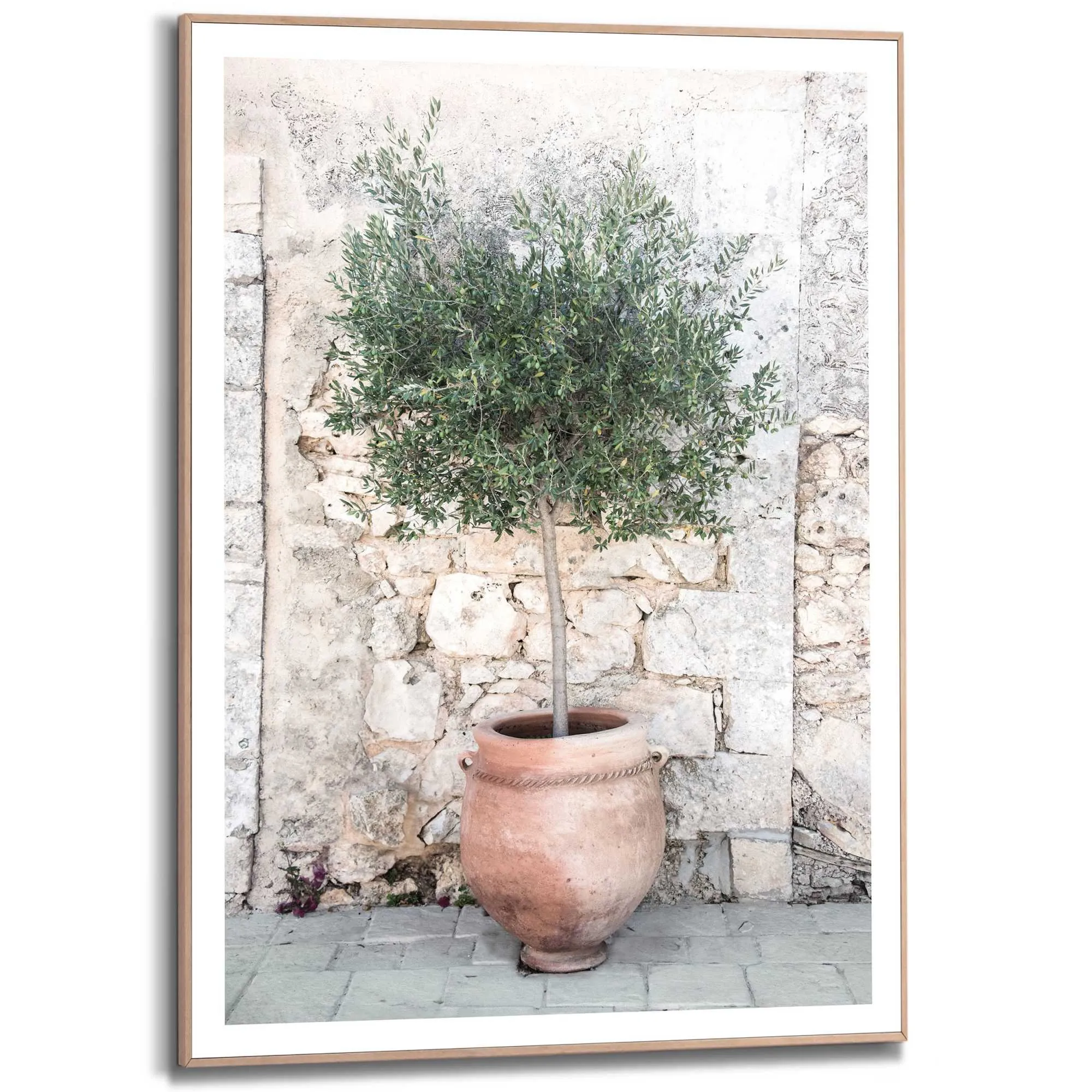 Bild OLIVE TREE 583345