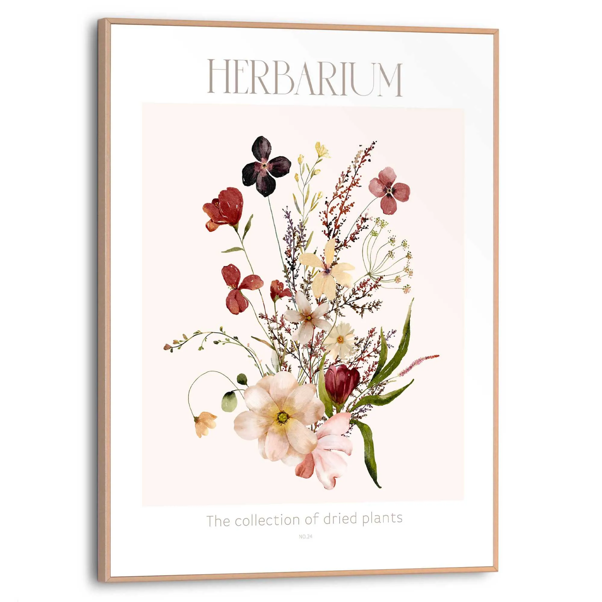 Bild HERBARIUM 583353