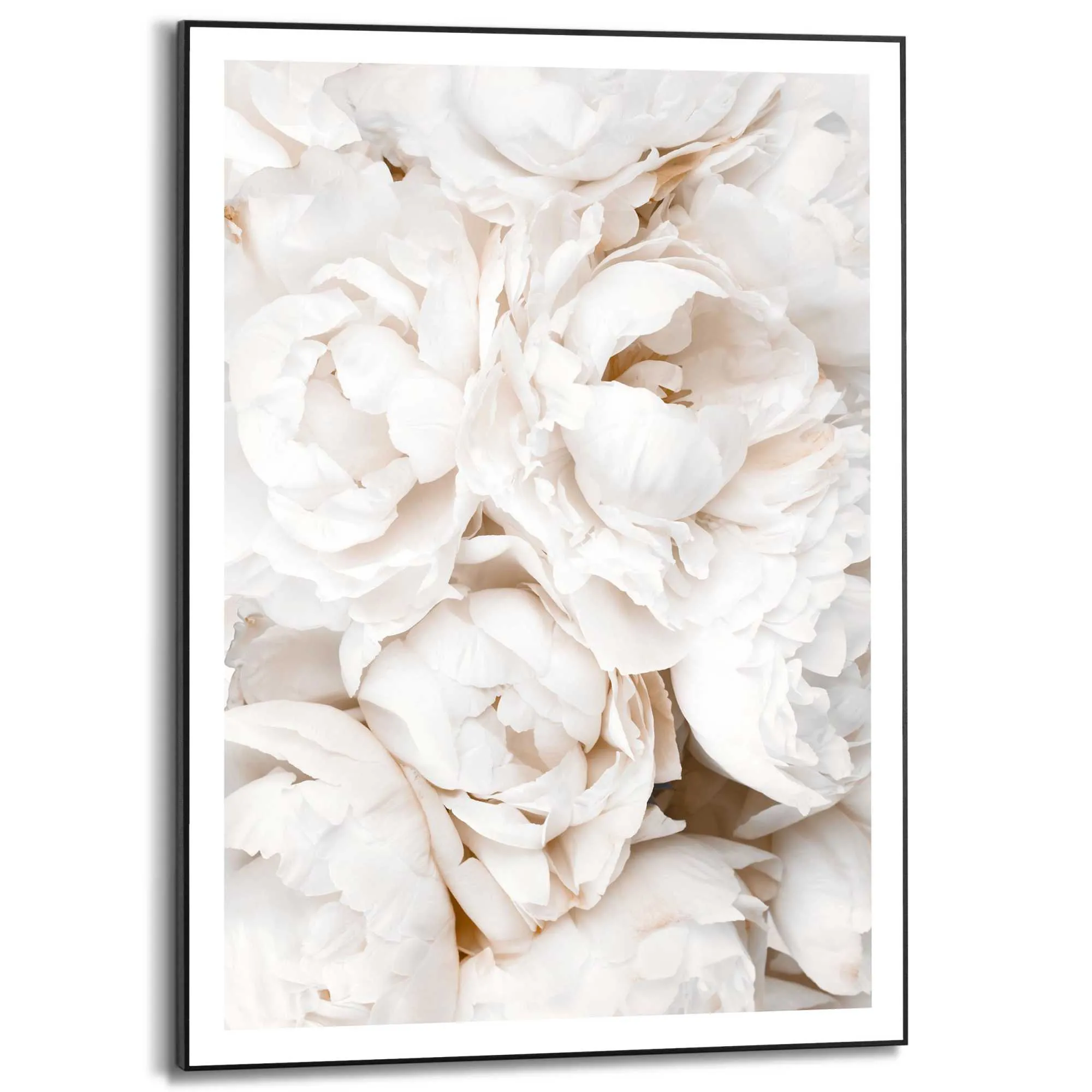 Bild WHITE ROSES 583406