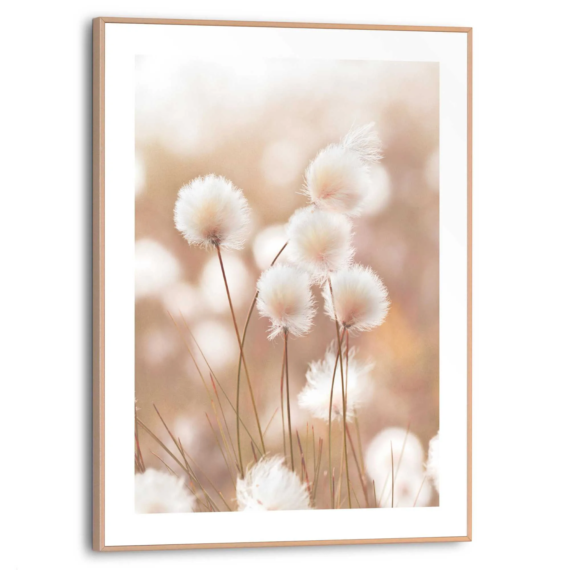 Bild COTTON POPS 583534