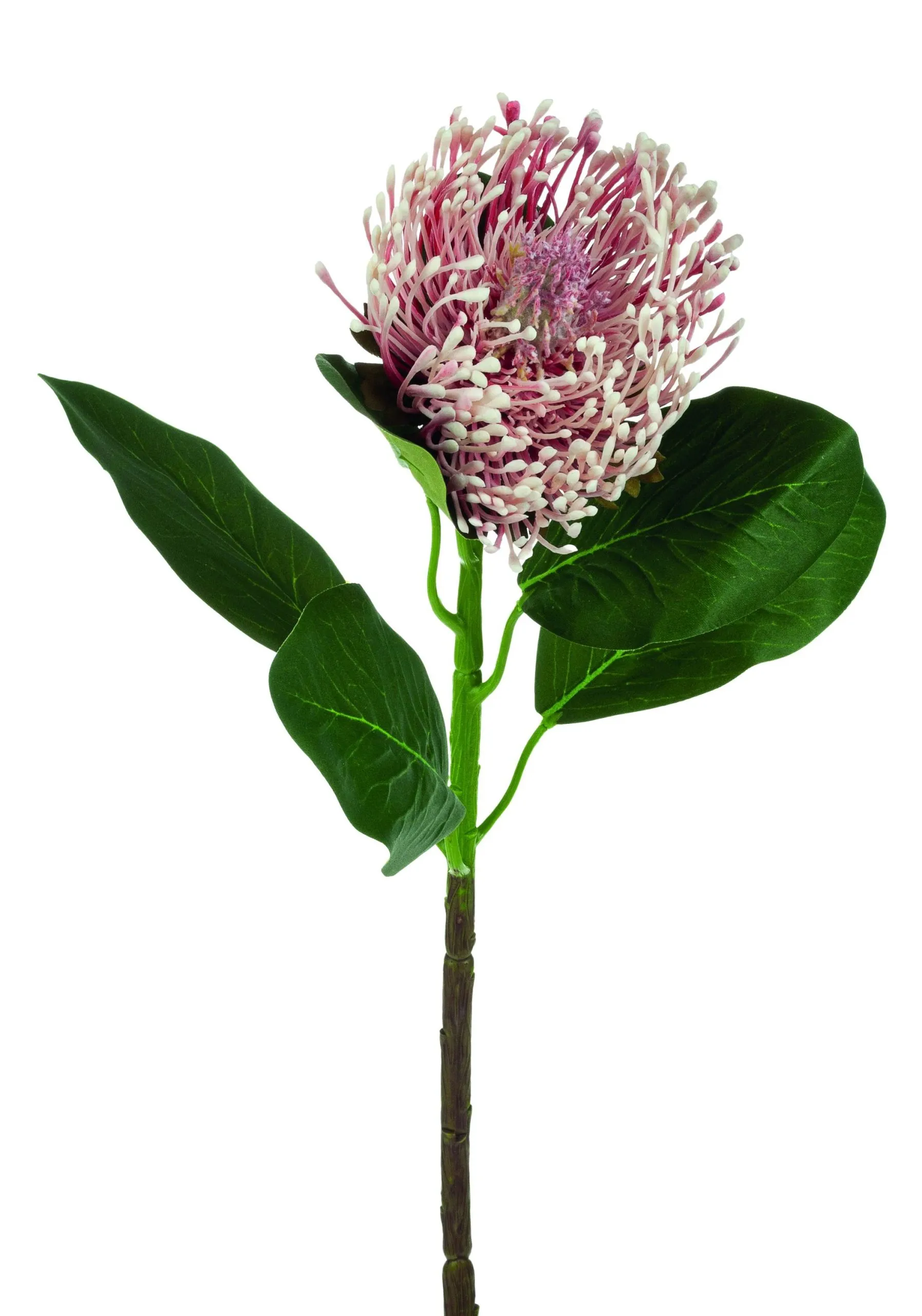 Kunstblume PROTEA 605555