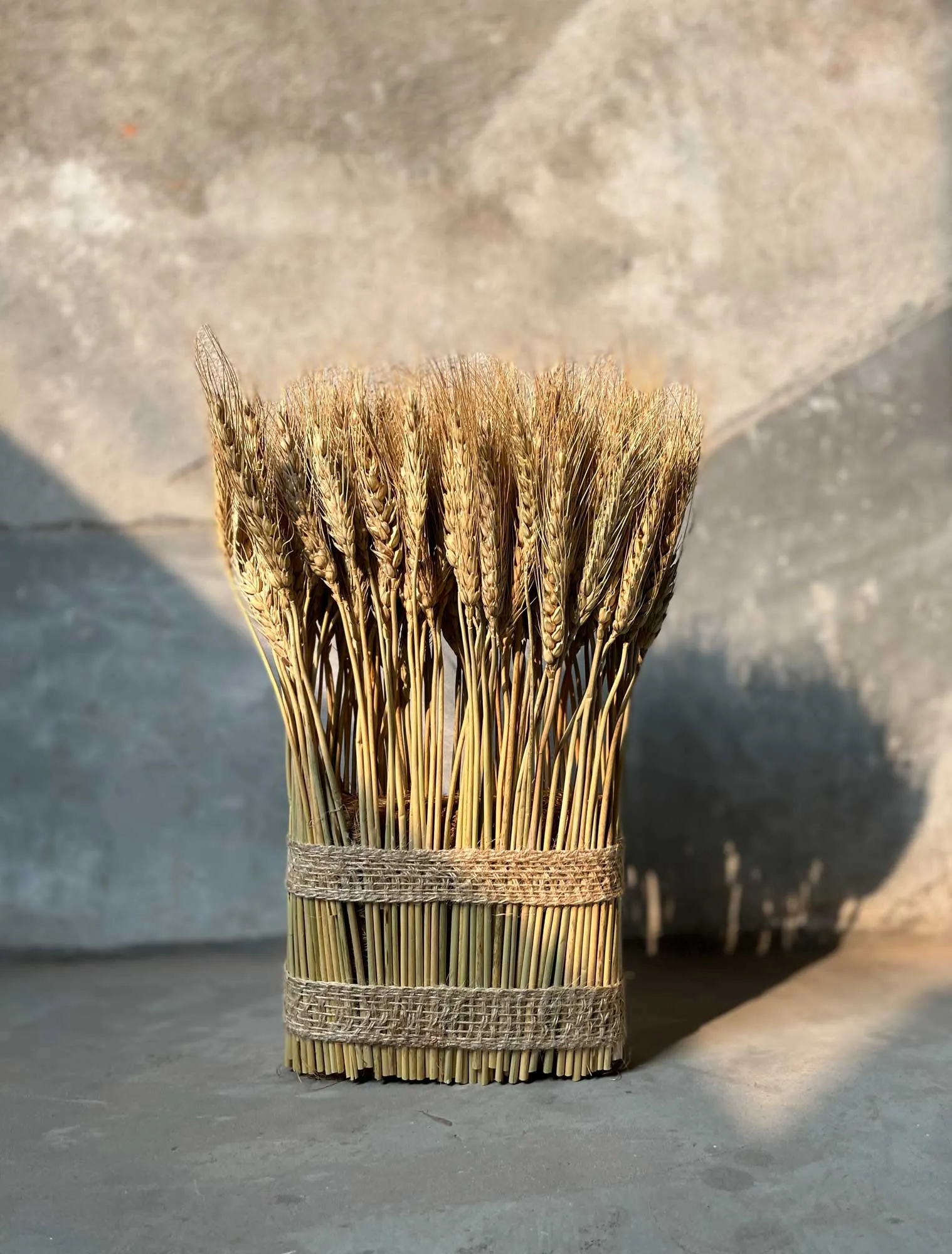 Weizengarbe aus echtem Weizen, H 35 cm, B 17 cm, L 5 cm