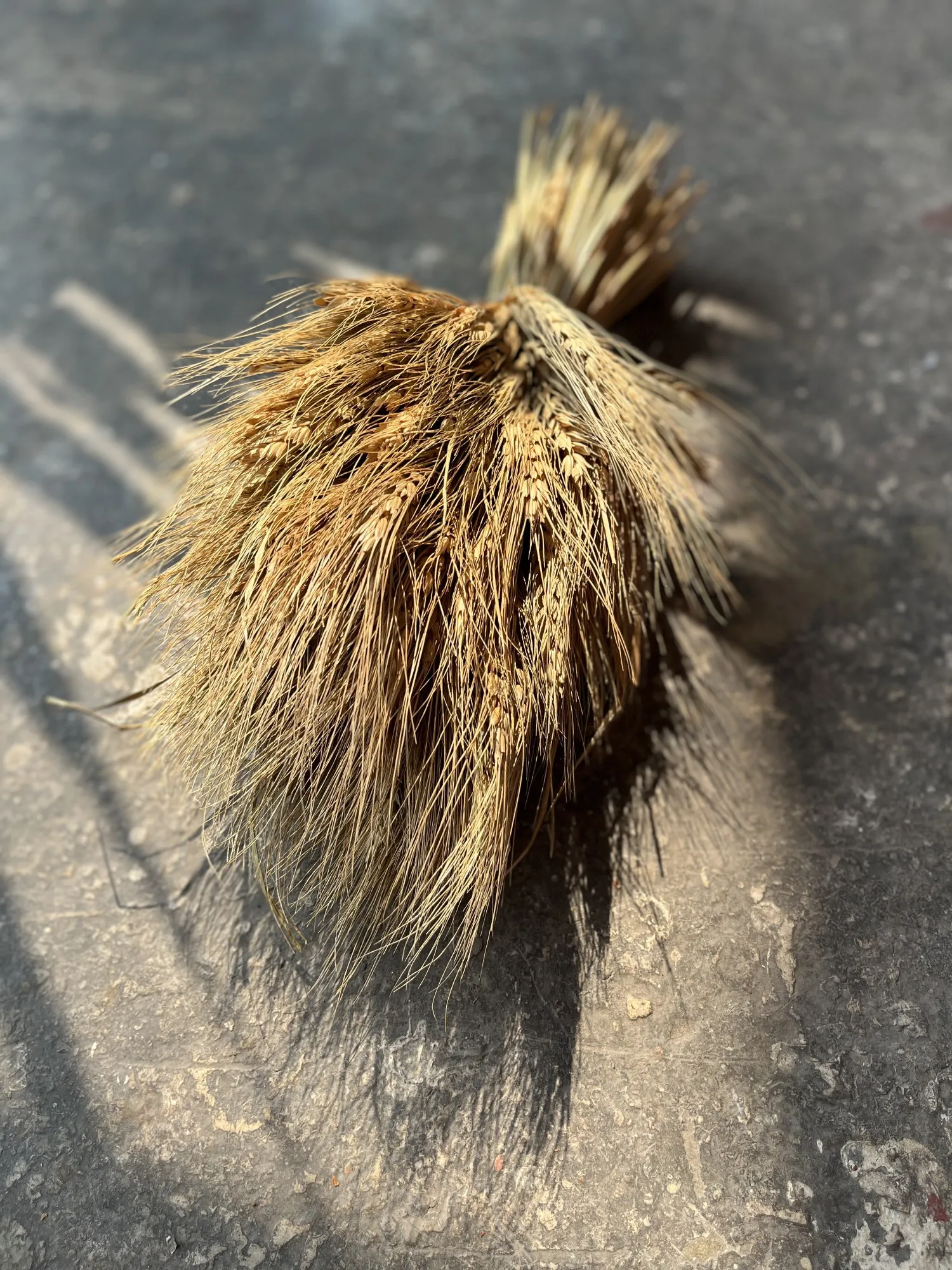 Wildweizen-Strauß, H 35 cm, Ø 12 cm