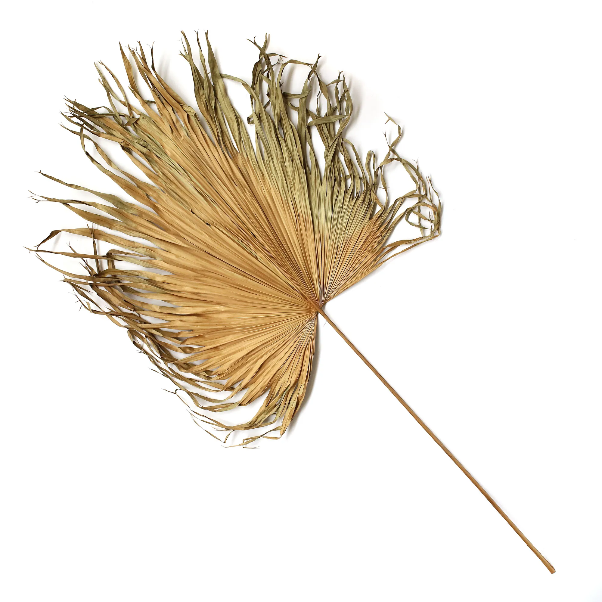 Palmblatt natur, Ø min. 80 cm, H ca. 180 cm