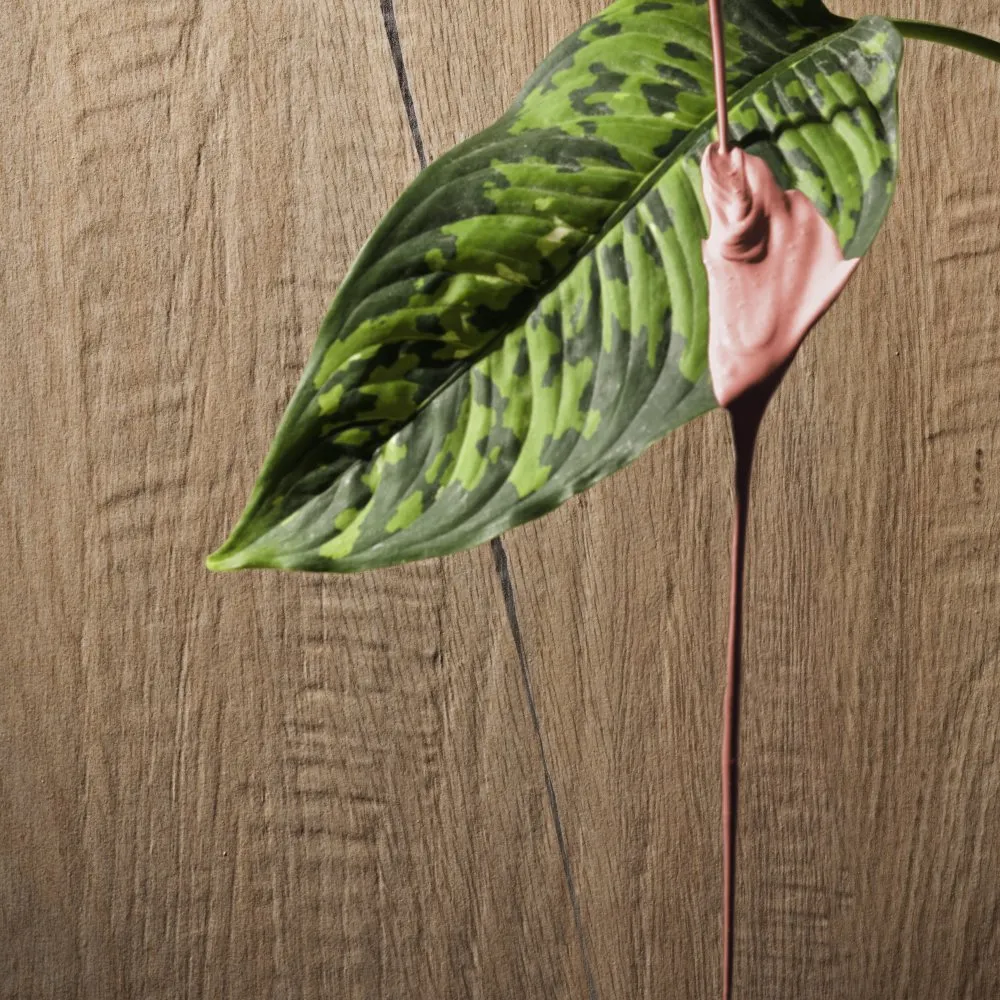 SERENISSIMA FLIESEN I LECCI LECCIO CLASSICO NATURAL REKTIFIZIERT 30X120